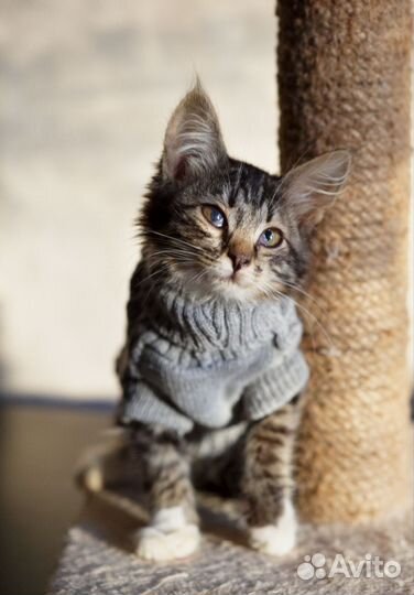 Данка (3 месяца) в добрые руки