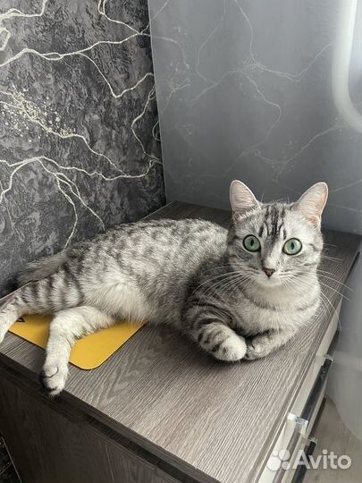 Кошки в добрые руки