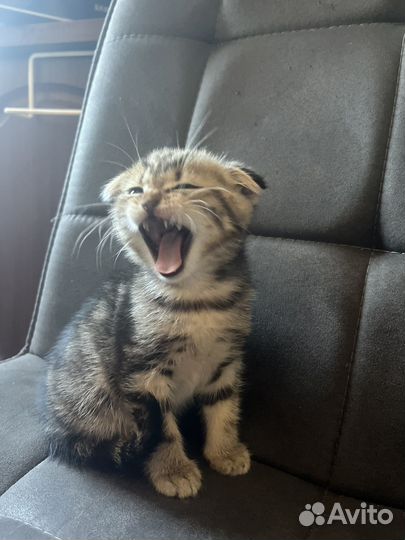 Котенок в добрые руки