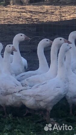 Гуси 4 месяцев порода Линда