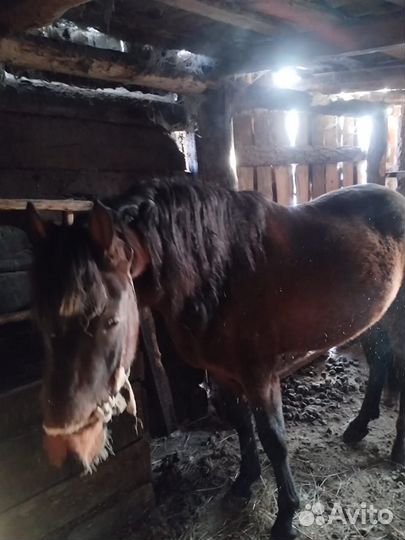 Купля продажа лошадей