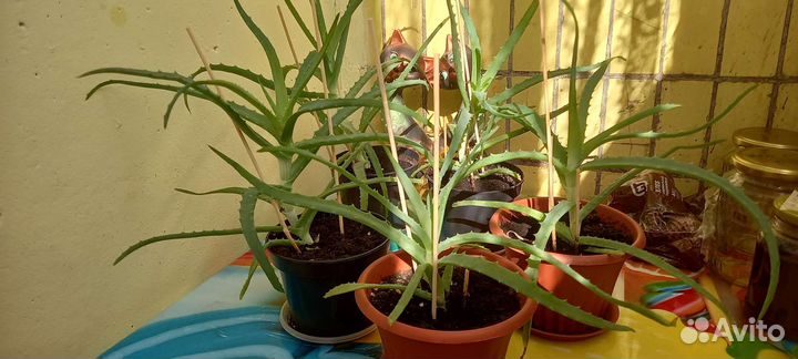 Алоэ столетник