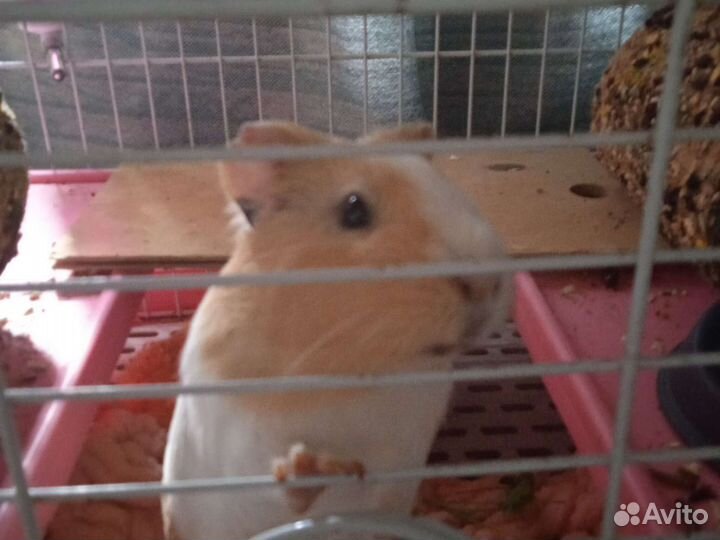 Передержка животных