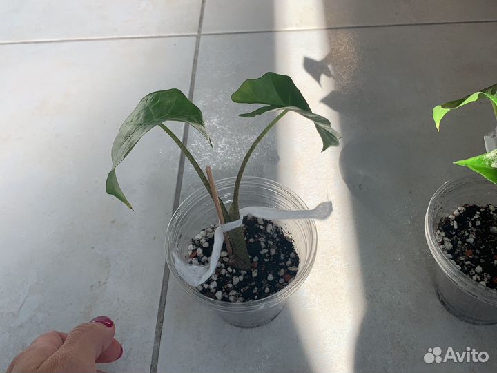 Алоказия лоу райдер детка