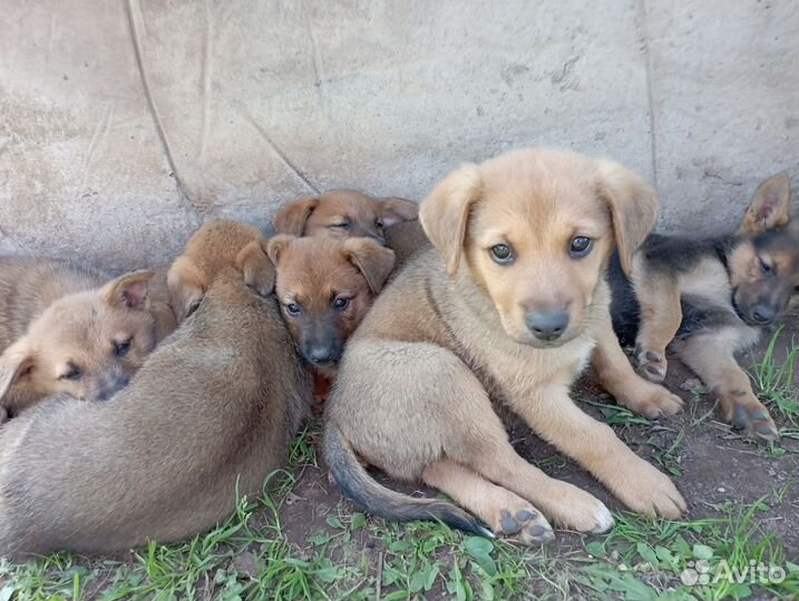 Отдаём щенят
