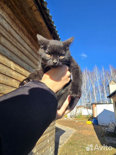 Шотландские котятав в добрые руки