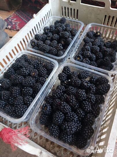 Ежевика ягода свежая местная