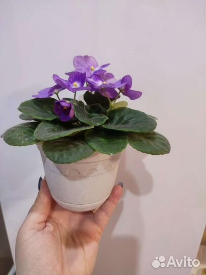 Продам фиалку