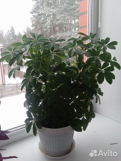 Комнатные цветы шефлера