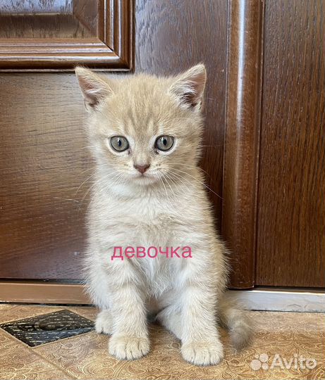 Котенок