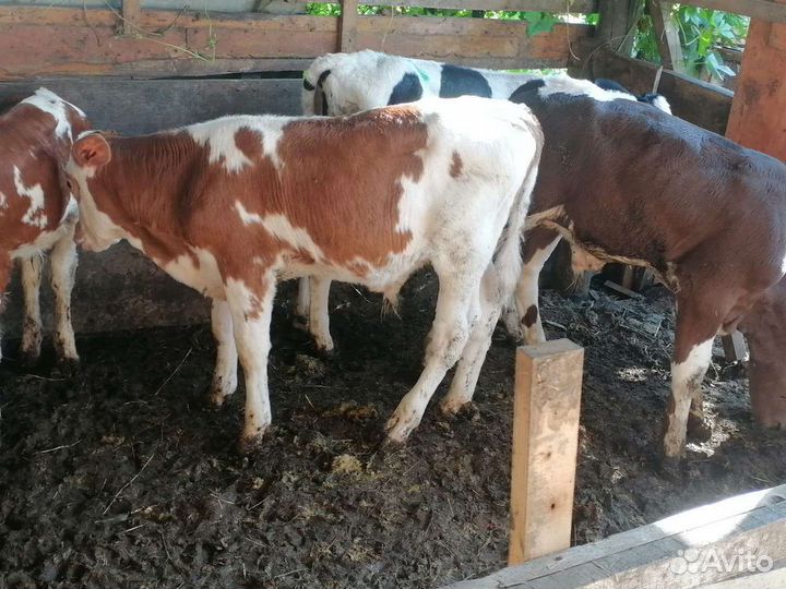 Быки и телочки