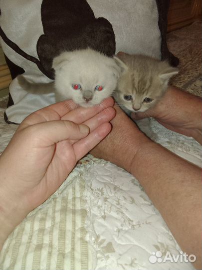 Британская +шотландец