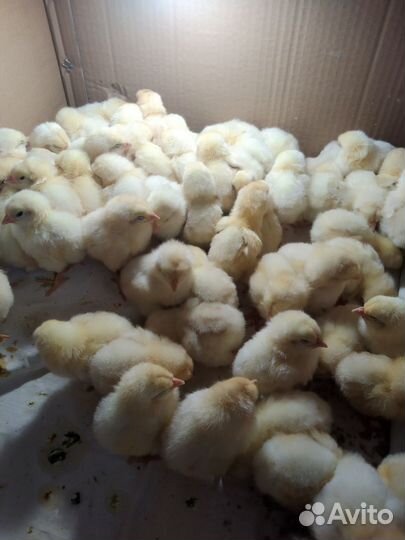 Продам суточных цыплят