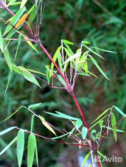 Бамбук редкие сорта чёрный, красный, полосатый