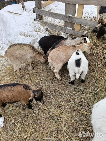 Козы, козочки, козлята