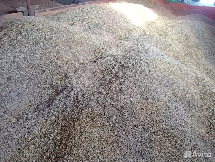 Зерно, овес, ячмень