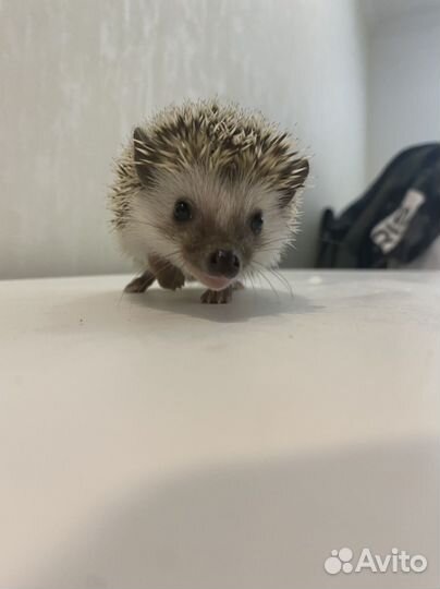 Африканский ежик