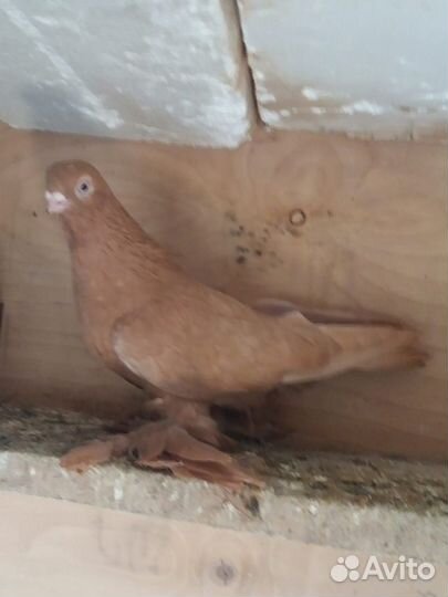 Продажа голубей