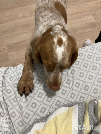 Передержка животных