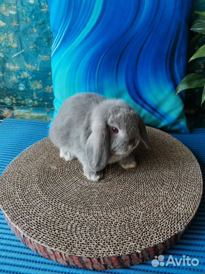 Малыши вислоухие карликовые