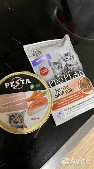 Корм для котят