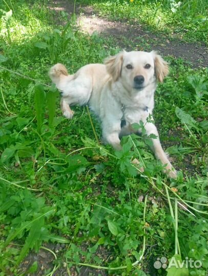 Мэри, метис спаниеля, ищет дом