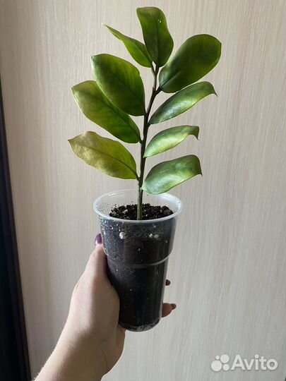 Замиокулькас