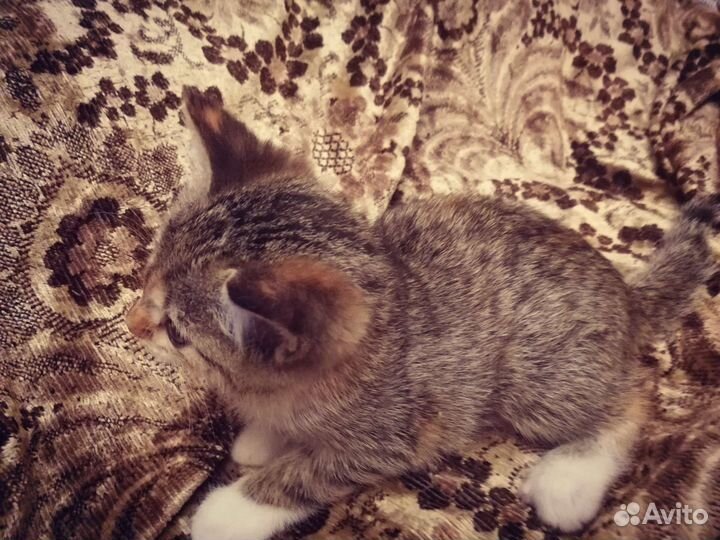 Красивые котята от домашней кошки, бесплатно