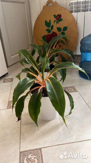 Хлорофитум оранж