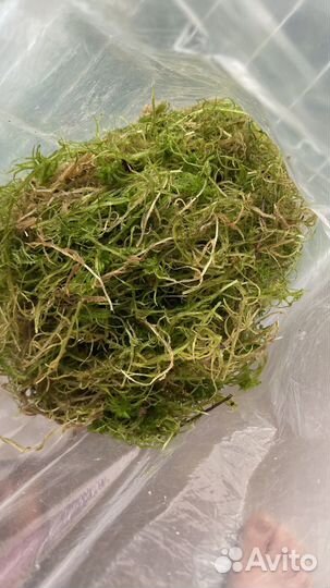 Мох свежий сфагнум