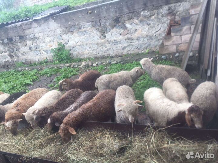 Овцы бараны ягнята