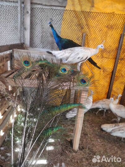 Перо павлина