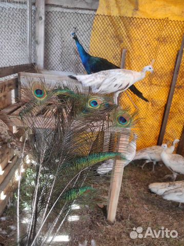 Перо павлина