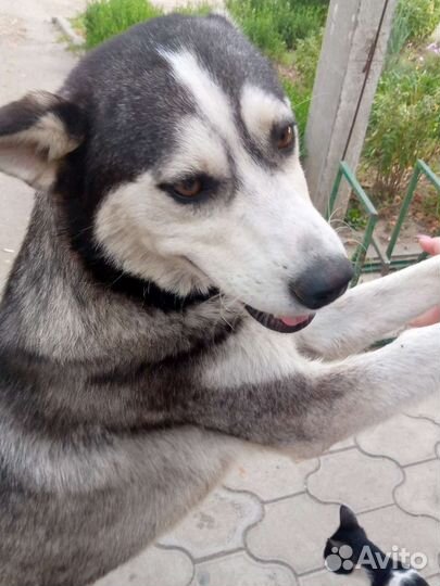 Сибирский хаски