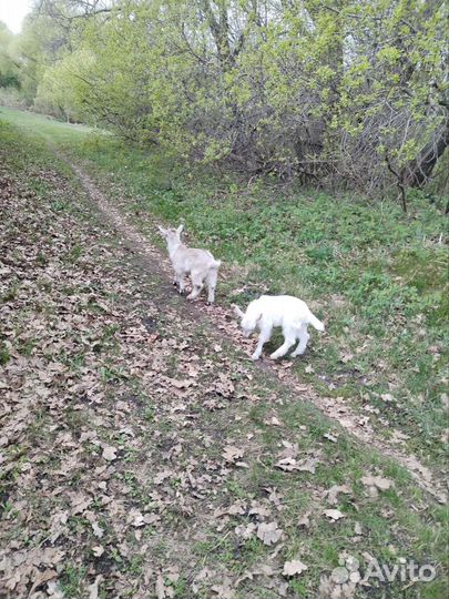 Продаются козлята