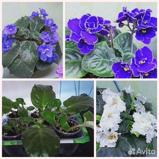 Комнатные цветы