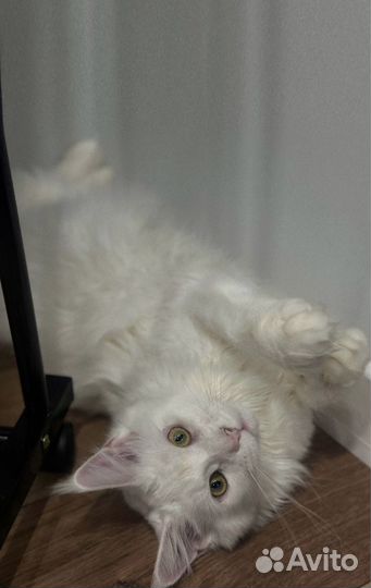 Котята мейкун полидакт