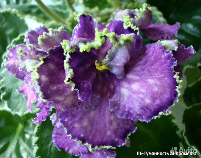 Продам укорененные детки сортовых фиалок 5