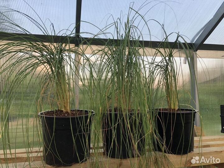 Пеннисетум лисохвостый