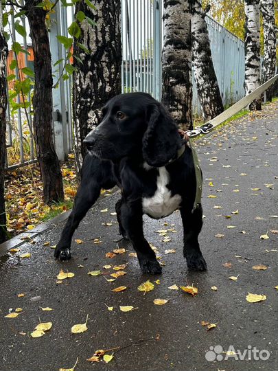 Вязка русский охотничий спаниель