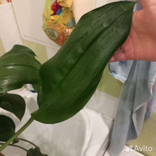 Эухарис амазонская лилия