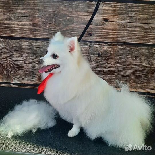 Грумер стрижка собак