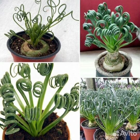 Суккуленты и каудексные растения