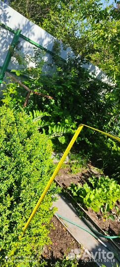 Самшит вечнозеленый 150см