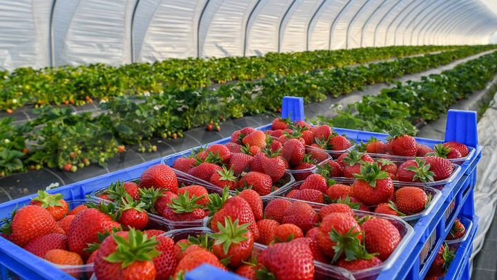 Участок 4,5 га (СНТ, ДНП)