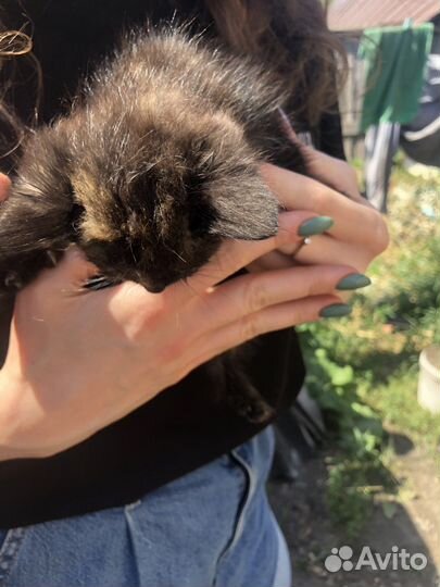 Кошка в дар