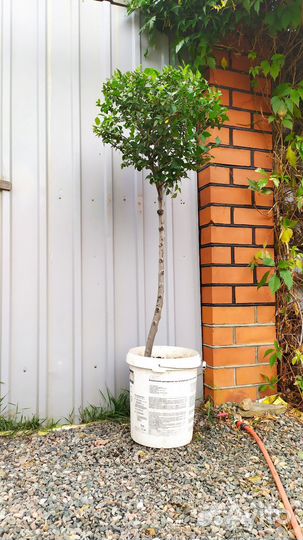 Саженцы декоративных деревьев и кустарников