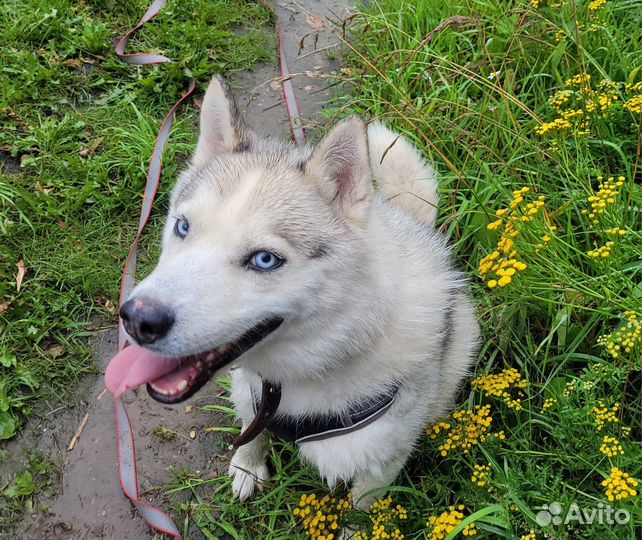 Красавец Скай ищет дом