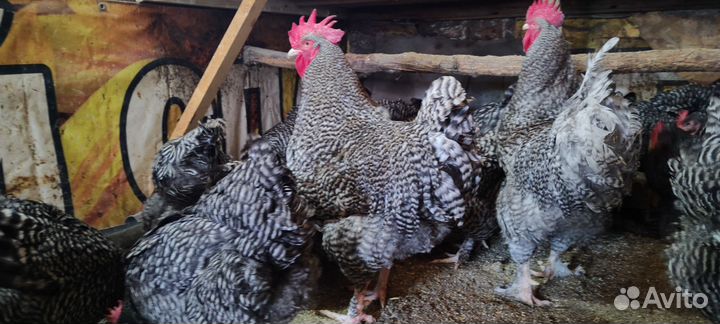 Мехеленская кукушка, Джерсийский гигант