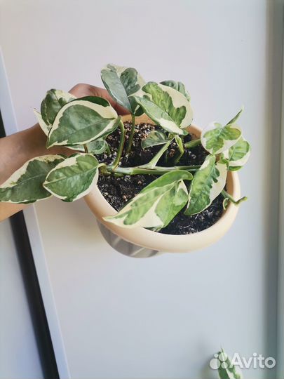 Сциндапсус Пиктус, Н джой